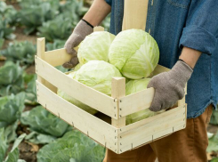 Как сохранить урожай капусты: простые секреты от гнили и увядания