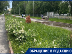 «Высокая трава и все те же сухие туи»: бульвар Великой Победы показали волгодонцы 
