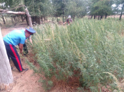  В Волгодонске продолжают бороться с дикорастущей коноплей 