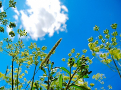 22 августа в Волгодонске будет ясная и жаркая погода 