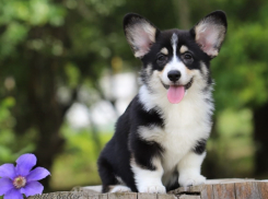 Почему обладатели собак породы Вельш-корги пемброк - счастливые люди?