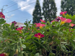 До +26 прогреется Волгодонск в последний четверг июля