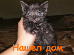 Совсем маленький котенок с голубыми глазами нуждается в заботе и уюте