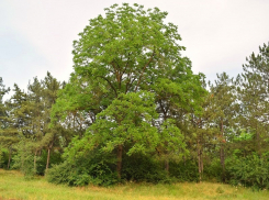 За заброшенным дендрарием в Волгодонске сохранили особый статус