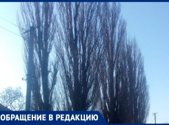 Высокие тополи растущие над электролинией несут угрозу жизни людей в хуторе Потапов
