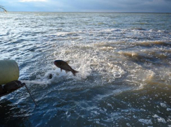 Голодные рыбы-камышееды продолжат пожирать зелень в водоеме Ростовской АЭС