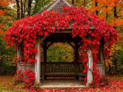 Как лишить девичий виноград власти над вашим участком