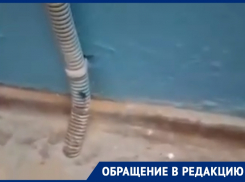 Полчище тараканов заполонило подъезд на 30 лет Победы в Волгодонске