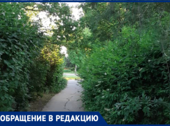 «Живая изгородь на Гагарина нуждается в уходе»: волгодончанка 