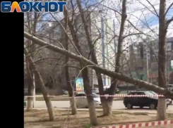 Волгодонцы боятся опасных для жизни деревьев, свисающих на тротуар 