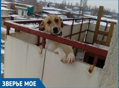 Волгодонцы не нашли псу места в однокомнатной квартире и поселили его на балконе