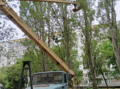 Вороньи гнезда поснимали с деревьев в одном из микрорайонов Волгодонска