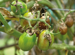 Внимание! К помидорам уже подкралась фитофтора