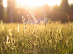 В четверг в Волгодонске усилится жара до +34 °С