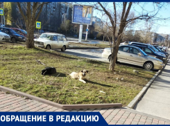 «На внучку напали собаки в парке «Молодежный»: волгодончанка