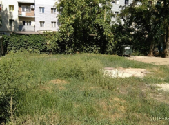 В Волгодонске не торопятся бороться с амброзией 