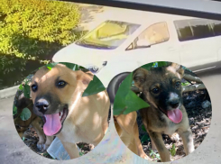 Привезли и бросили двух щенков к одному из заведений Волгодонска люди на «Хендай»