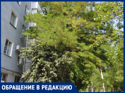 Акация с пятиэтажный дом вот-вот рухнет на людей или на машины: волгодонцы считают дерево аварийным