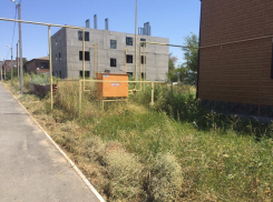 Сиротам выдали жилье в деревянном доме, окруженном кушерями, - жительница станицы Романовской