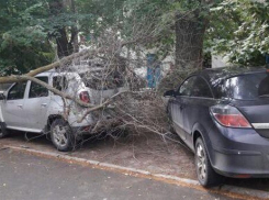 Дерево рухнуло на припаркованный «Рено Дастер» в Цимлянске 