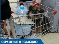 Волгодончанка, катающая свою собаку в тележке для продуктов, возмутила посетительницу гипермаркета