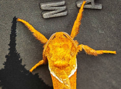 Необыкновенные ярко-оранжевые бабочки, которые умрут от голода, вывелись в Волгодонске