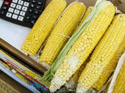 Сладкое золото Дона: чем полезна кукуруза и как выбрать качественный продукт