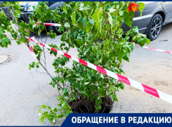 Открытый люк закрыт кустом: жители в шоке от «креативного» решения проблемы с канализацией 