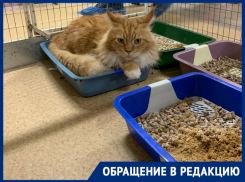 «Животные неподвижно спят в грязных лотках»: волгодончанка рассказала о выставке кошек