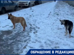 «Окружили вплотную и укусили»: свора собак накинулась на волгодончанку  