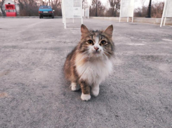 Сильный ветер может испортить волгодонцам пятничное настроение