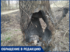 «Как гибнут деревья при выжигании тростника»: волгодонец