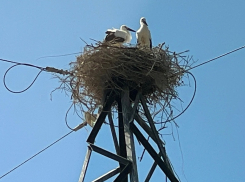 Семья аистов построила гнездо на опоре ЛЭП в Волгодонске 