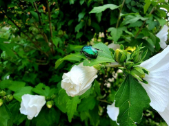 Теплым и солнечным будет понедельник в Волгодонске
