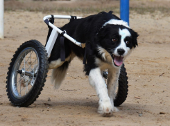 Псу инвалиду-колясочнику из Волгодонска грозит усыпление, если он не найдет нового хозяина