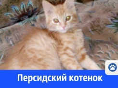 Персидского трехмесячного котенка отдают в добрые руки