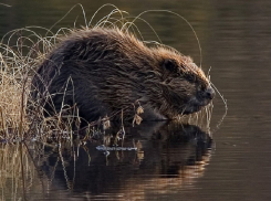 Парочка бобров эмигрировала в Волгодонск 