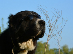В Волгодонске активисты «Делай Добро» устроили «Догпати»