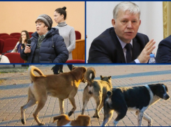 Жители Волгодонска пожаловались главе администрации на бездомных собак, пугающих детей