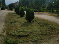 Бульвар Великой Победы в Волгодонске из джунглей снова превратился в красивую улицу