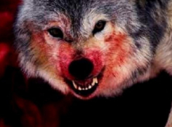 Бешеный волк в хуторе Ясырев до нападения на мужчину с собакой успел покусать местную жительницу