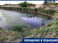 «Пруд в «Городе счастья» превратился в болото с лягушками»: волгодонцы