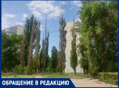 «Здоровые деревья пилят, а сухие оставляют?»: волгодончанка о мертвых тополях у педколледжа 