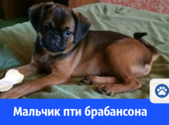 Готов к переезду в любящую семью мальчик брабансончик
