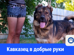 Серьёзный хозяин нужен Джокеру