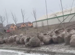 «На улице -6 и снег, а в Волгодонске сажают деревья»: местные жители выражают негодование
