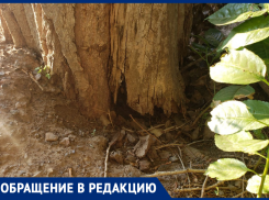 «Мы возмущены бездействием администрации»: жители Красного Яра боятся обрушения старого дерева