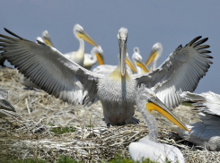 Заповедный остров для спасения редких пеликанов создадут в Орловском районе