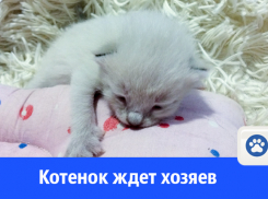 Котёнок «белый шоколад» ищет хозяина 