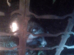 В Волгодонске в районе ТРЦ появился таинственный зверь